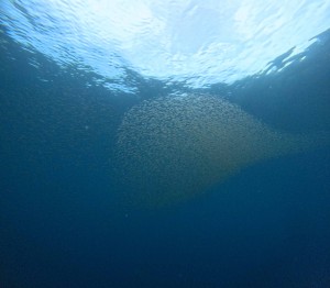 DCIM101GOPROGOPR2765.JPG