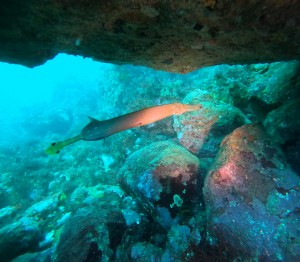 DCIM101GOPROGOPR2953.JPG