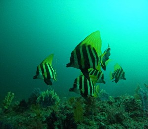 DCIM100GOPROGOPR5931.JPG