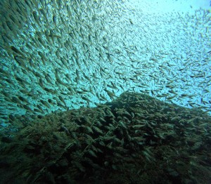 DCIM100GOPROGOPR6142.JPG