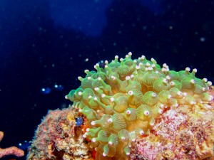 PB020478