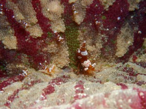 PB110064