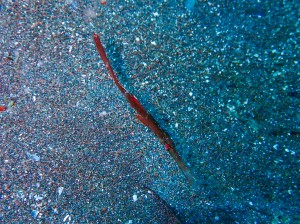 PB120073