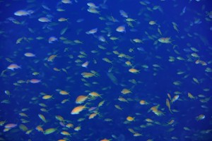 DSC08701