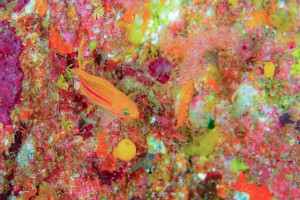 DSC08720