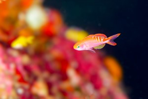 DSC08850