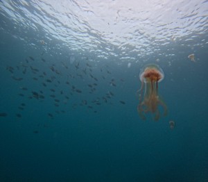DCIM101GOPROGOPR3738.JPG