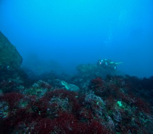 GOPR3782