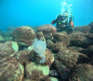 DCIM101GOPROGOPR3806.JPG