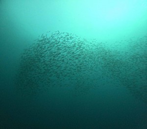 DCIM101GOPROGOPR3859.JPG