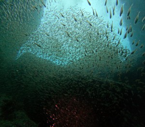 DCIM101GOPROGOPR3961.JPG