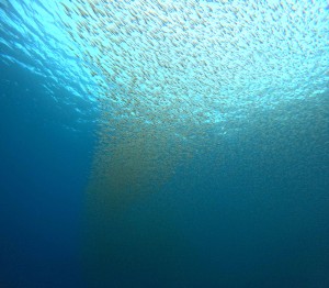 DCIM101GOPROGOPR4111.JPG