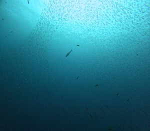 DCIM101GOPROGOPR4206.JPG