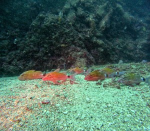 GOPR6338