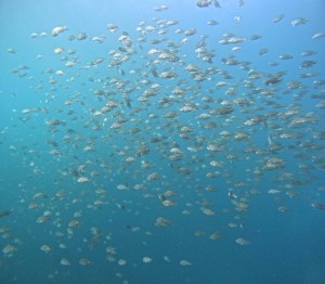 DCIM100GOPROGOPR6363.JPG
