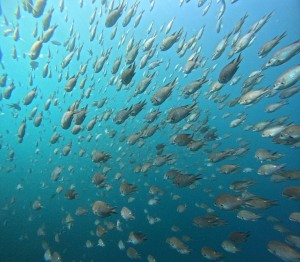 DCIM100GOPROGOPR6365.JPG