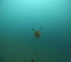 DCIM100GOPROGOPR6412.JPG