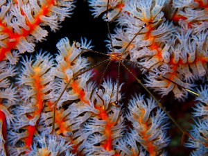 PC080068