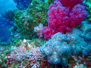 PC210025