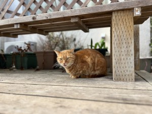 line_oa_chat_251226_164718