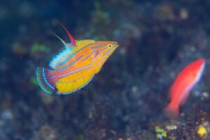 LINE_ALBUM_バリ素材_260122_1