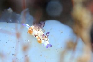LINE_ALBUM_バリ素材_260122_7