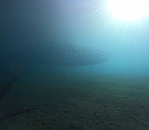 DCIM101GOPROGOPR4909.JPG