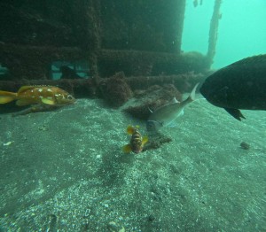 DCIM100GOPROGOPR5098.JPG