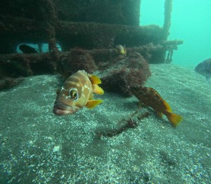 DCIM100GOPROGOPR5100.JPG
