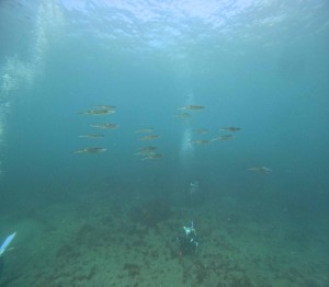 DCIM100GOPROGOPR5213.JPG