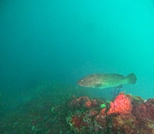 DCIM101GOPROGOPR6894.JPG