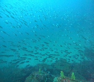 DCIM100GOPROGOPR8487.JPG