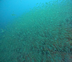 DCIM100GOPROGOPR8518.JPG