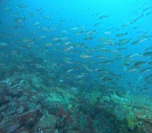 DCIM100GOPROGOPR8547.JPG