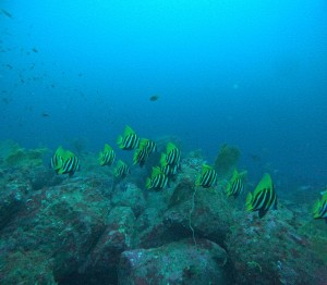 DCIM100GOPROGOPR8561.JPG