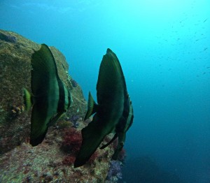 DCIM100GOPROGOPR8585.JPG