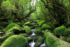 Kokemusu-Forest