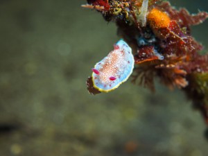 P1030109