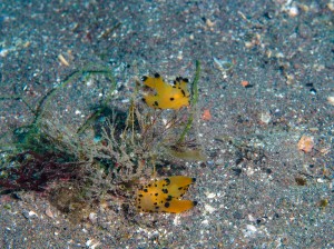 P1030162