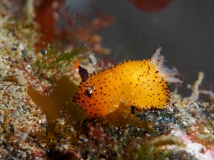 P1030250