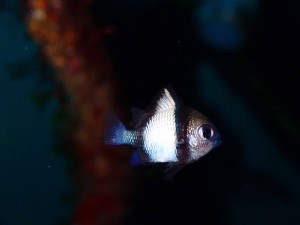P1110025