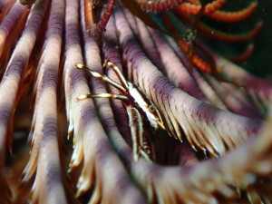 P1110117