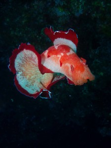P1188432