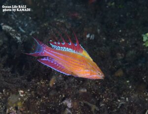 LINE_ALBUM_バリ素材_260122_32