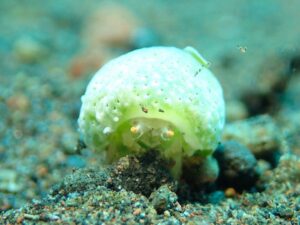 LINE_ALBUM_バリ素材_260122_41