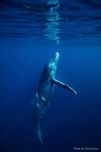 line_oa_chat_260109_214118