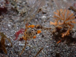 line_oa_chat_260110_180431