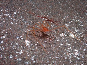 line_oa_chat_260110_180439