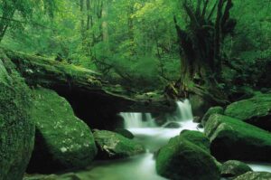 yakushima_kokemusumori