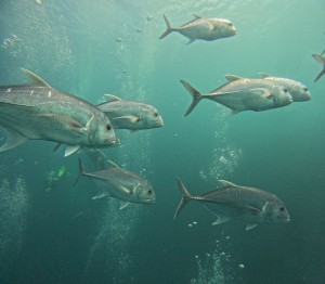 DCIM101GOPROGOPR4465.JPG